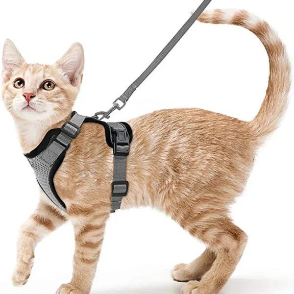 Harnais et laisse pour petits chiens et chats